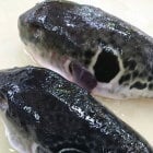 トラ河豚