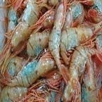 ボタン海老